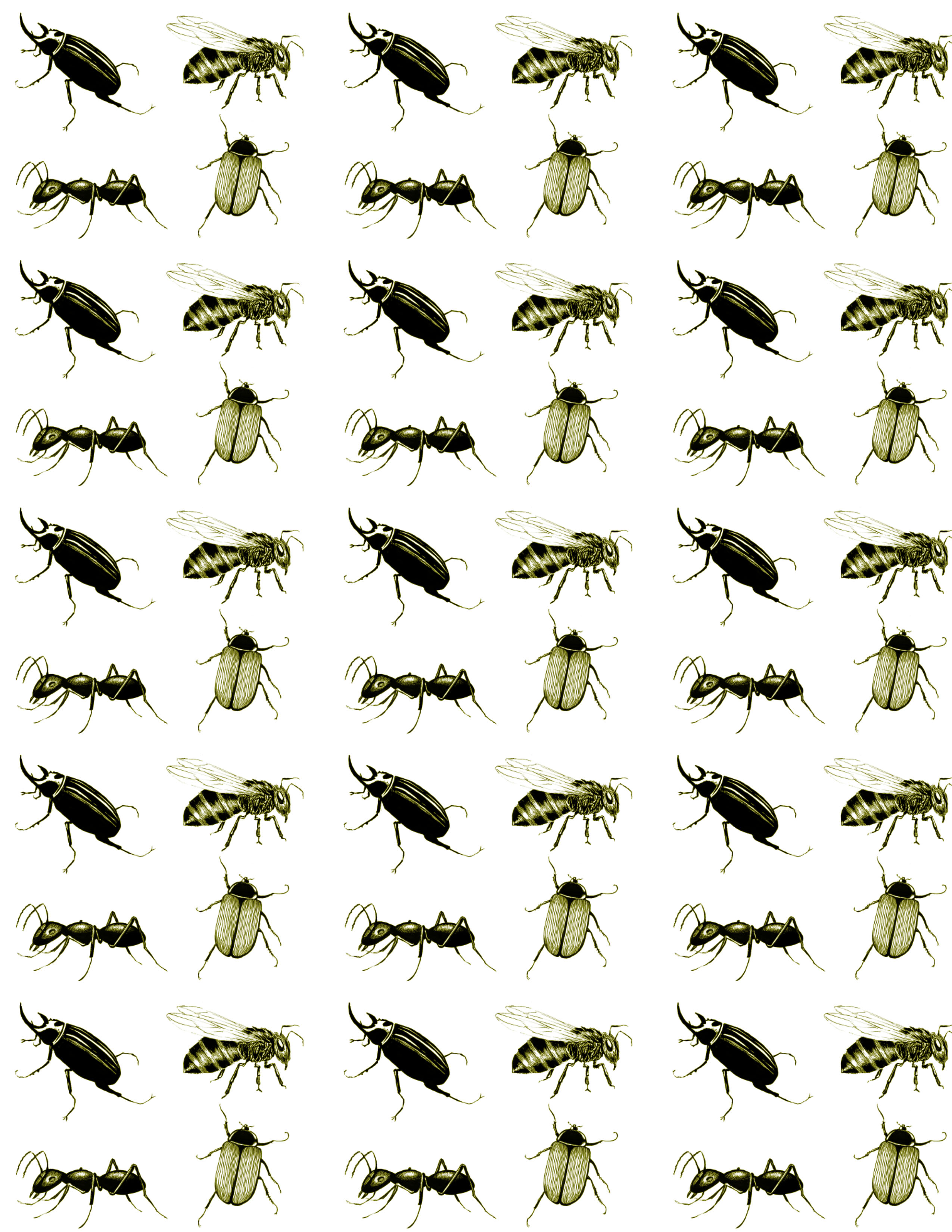 Patron insectos