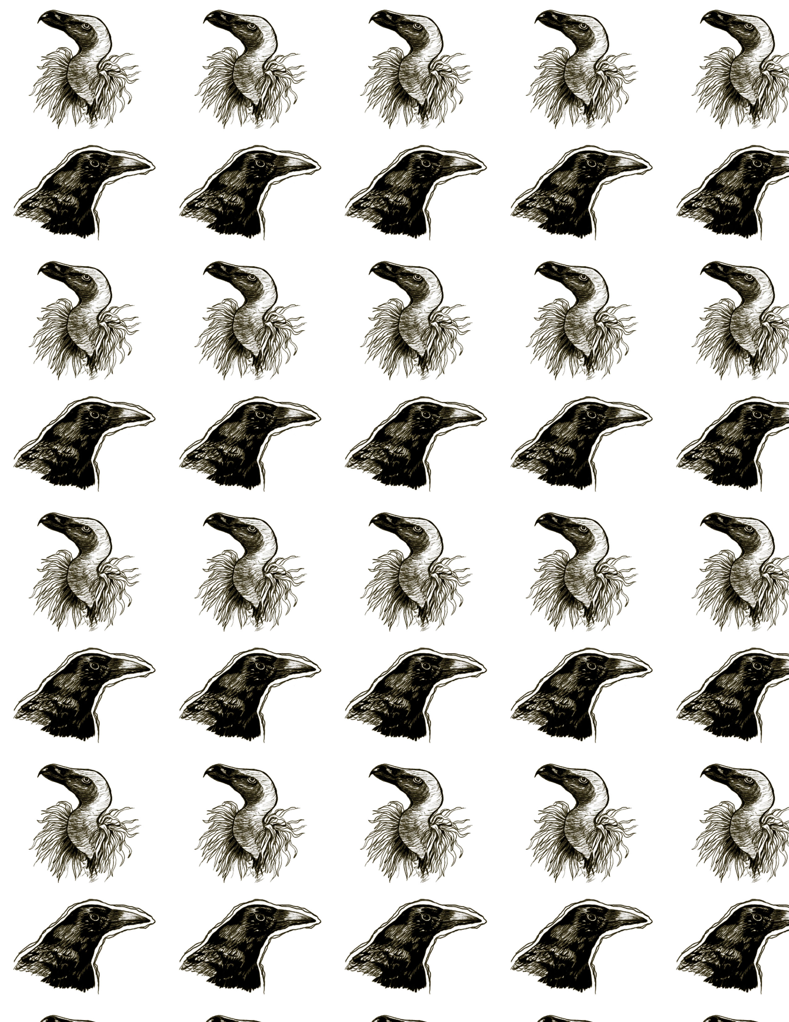 Patron aves